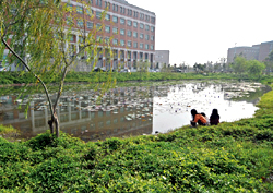Lotus pond behind the building